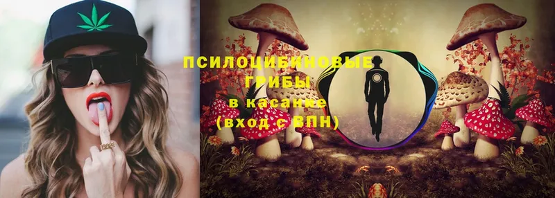 Псилоцибиновые грибы Psilocybe  магазин  наркотиков  Вихоревка 